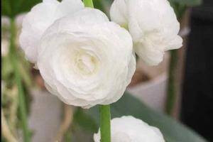 Góc nhìn 11/06: Còn rủi ro