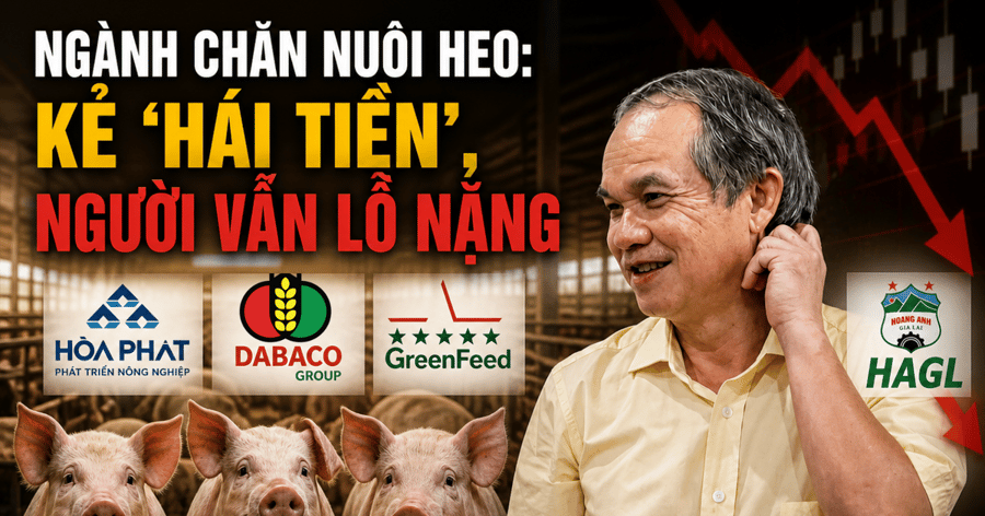 Cùng nuôi heo nhưng hai số phận: Hòa Phát, Dabaco, GreenFeed lãi đậm, bầu Đức ngậm ngùi chịu lỗ