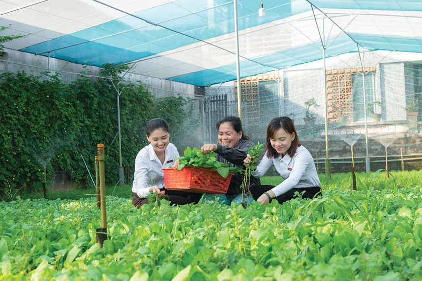 Thêm cơ chế hỗ trợ bảo hiểm nông nghiệp