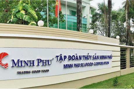 6 tháng, Thuỷ sản Minh Phú (MPC) lãi 415,4 tỷ đồng và dòng tiền âm thêm 390,7 tỷ đồng