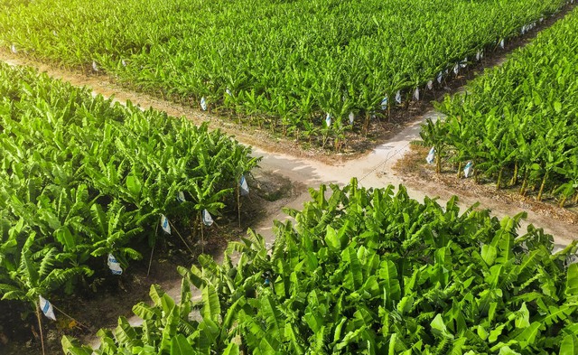 AgriS (SBT) vượt kế hoạch doanh thu, tăng tốc mở rộng hệ sinh thái nông nghiệp – thực phẩm