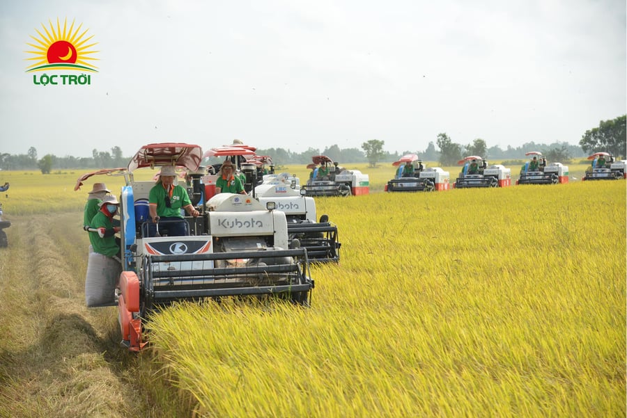 Lộc Trời (LTG) hé lộ kế hoạch phục hồi sau biến cố công nợ và mất khả năng thanh toán