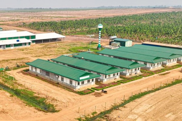 Thaco đề cử thêm nhân sự vào HĐQT HAGL Agrico sau khi HAGL thoái vốn