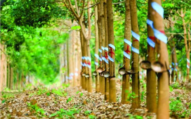 Cổ phiếu PHR dự báo vượt đỉnh lịch sử