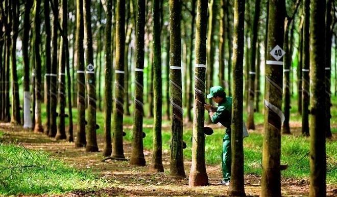 Ăn nên làm ra, một doanh nghiệp cao su muốn thưởng cổ phiếu, tăng vốn điều lệ gấp 4 lần