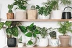 Loạt cổ phiếu bất động sản quay đầu tăng mạnh, dự báo lợi nhuận quý III