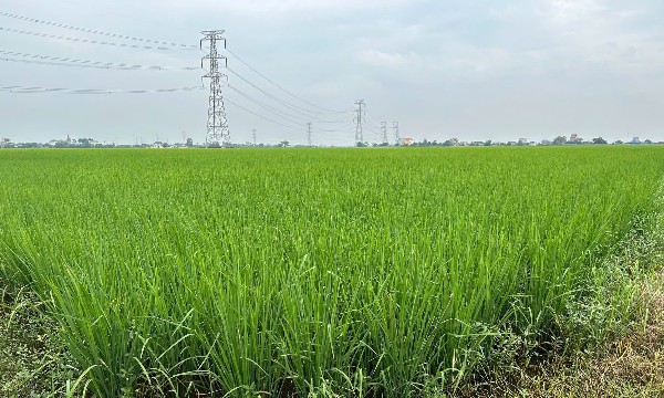 VN-Index thủng ngưỡng 1750 điểm, các công ty chứng khoán nói gì?