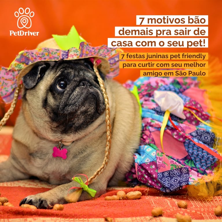 7 festas juninas pet friendly para curtir em SP!
