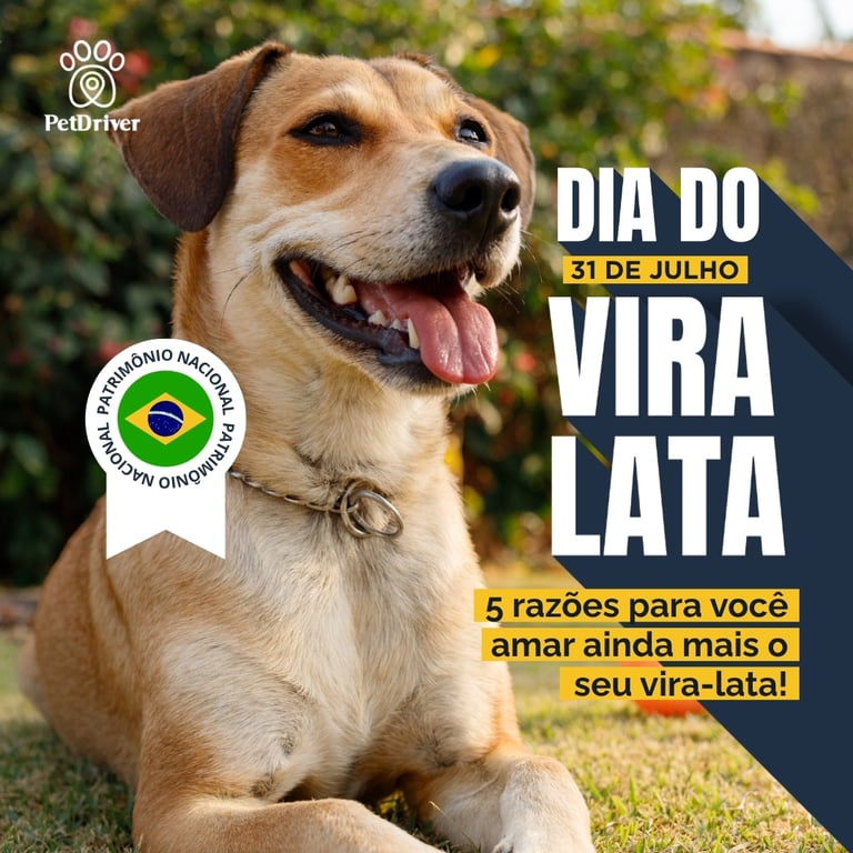 O lendário vira-lata caramelo tem um dia só dele!
