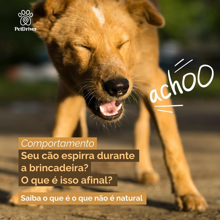 Seu cão espirra durante a brincadeira? O que é isso afinal?