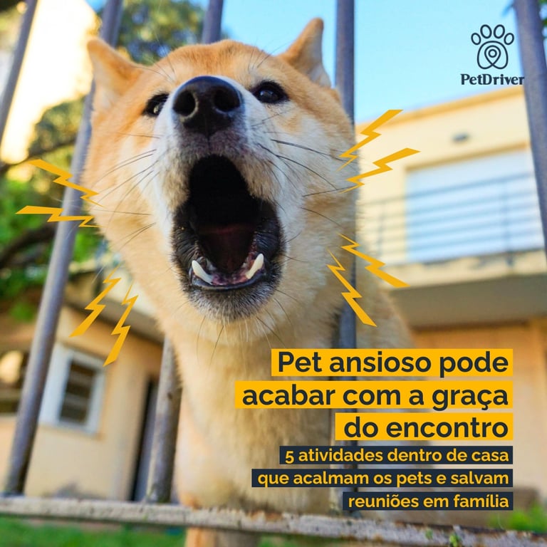 5 atividades dentro de casa que acalmam os pets