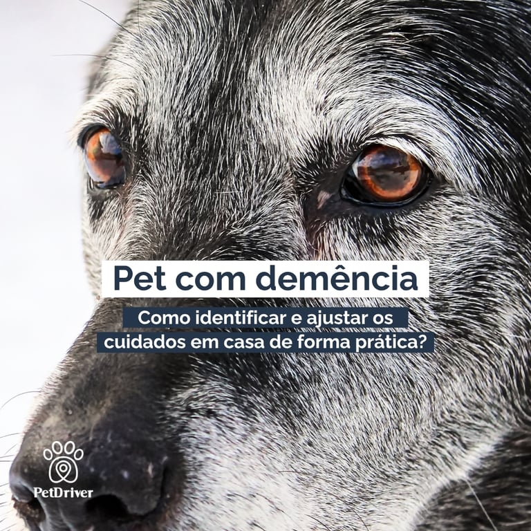 Pet com demência: entenda os sinais!