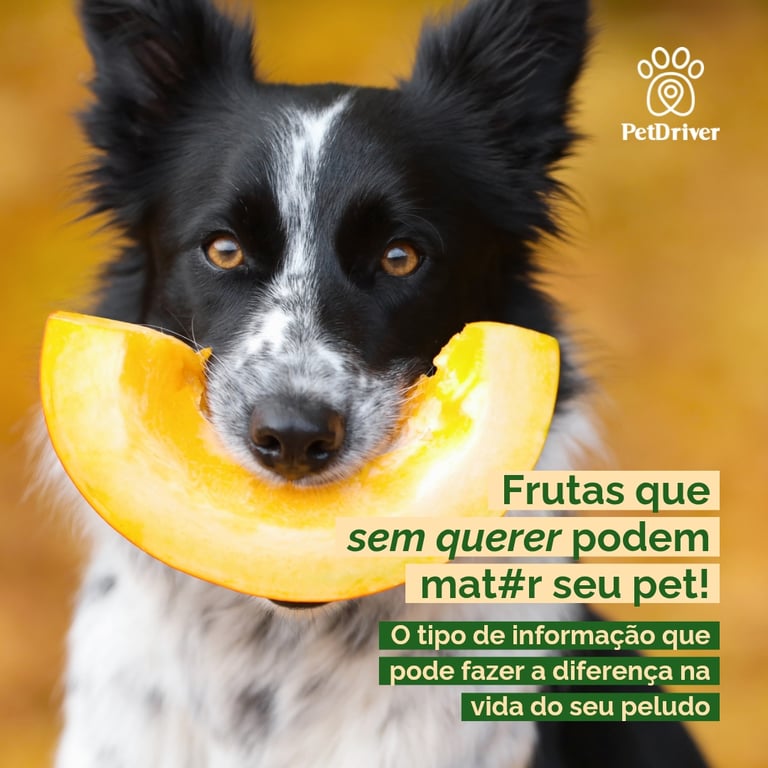 Frutas comuns que podem ser um risco para o seu pet