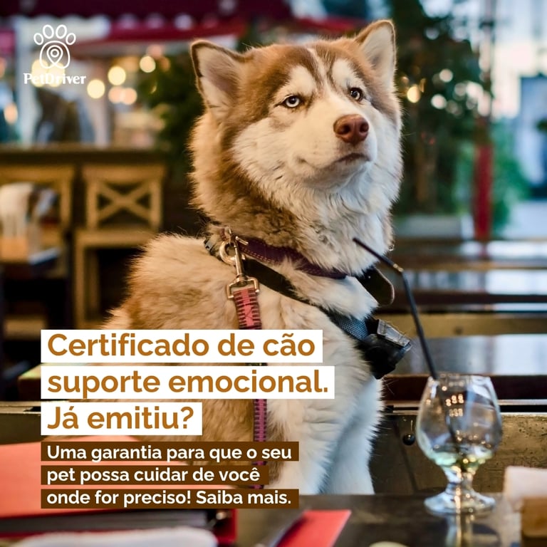 Certificado de cão suporte emocional. Como emitir?
