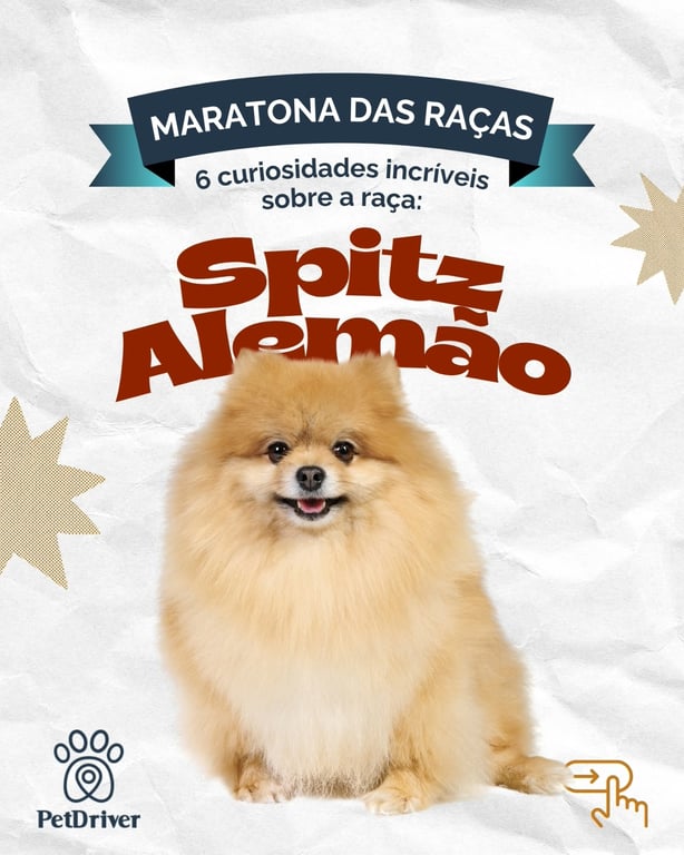 Spitz Alemão: origem, curiosidades e cuidados com a raça