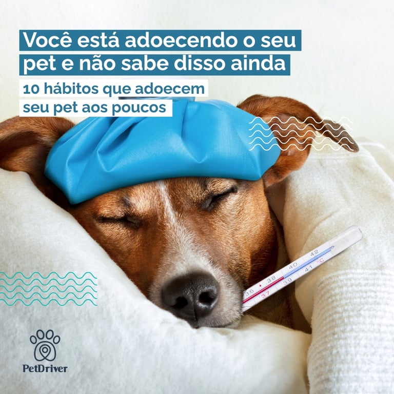 10 hábitos que adoecem seu pet aos poucos