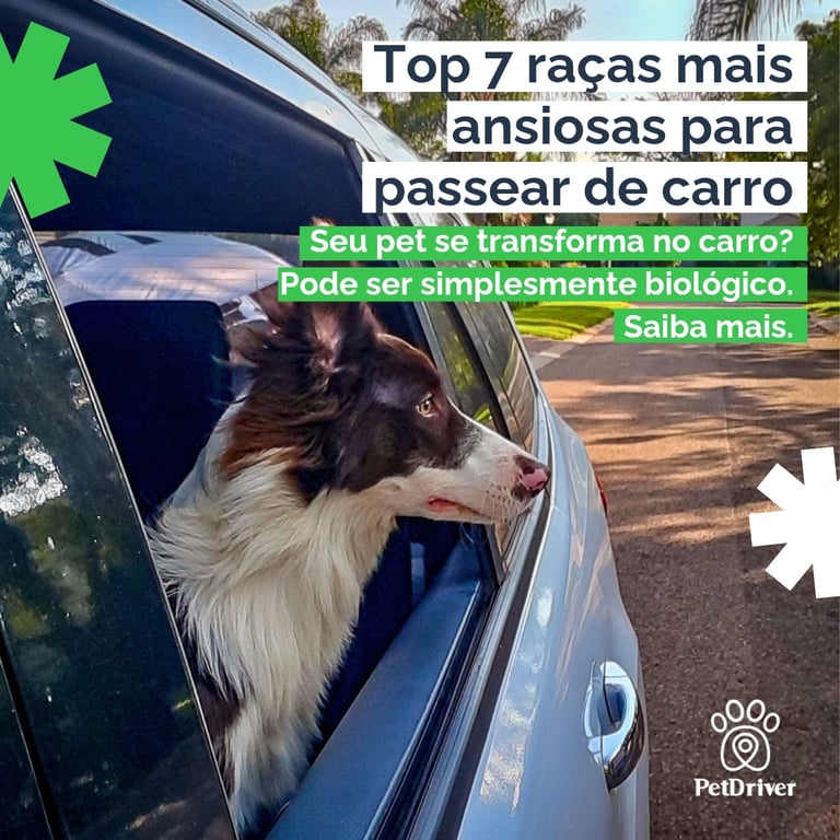 7 raças mais ansiosas em passeios de carro.