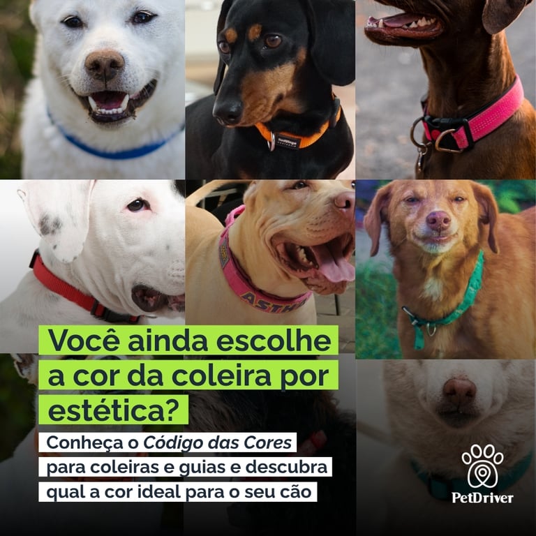 O código das cores nas coleiras