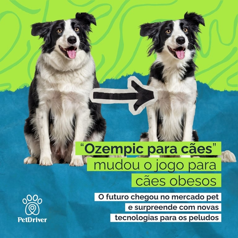 "Ozempic para cães"? Saiba mais!