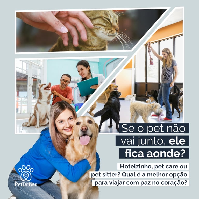 Hotelzinho, Pet Care ou Pet Sitter: Qual escolher nessas férias?