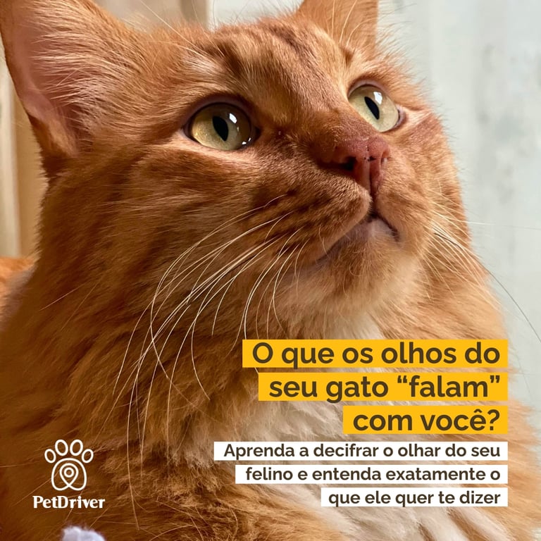 Aprenda a decifrar o olhar do seu felino!