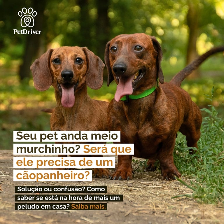 Será que seu pet precisa de um cãopanheiro?