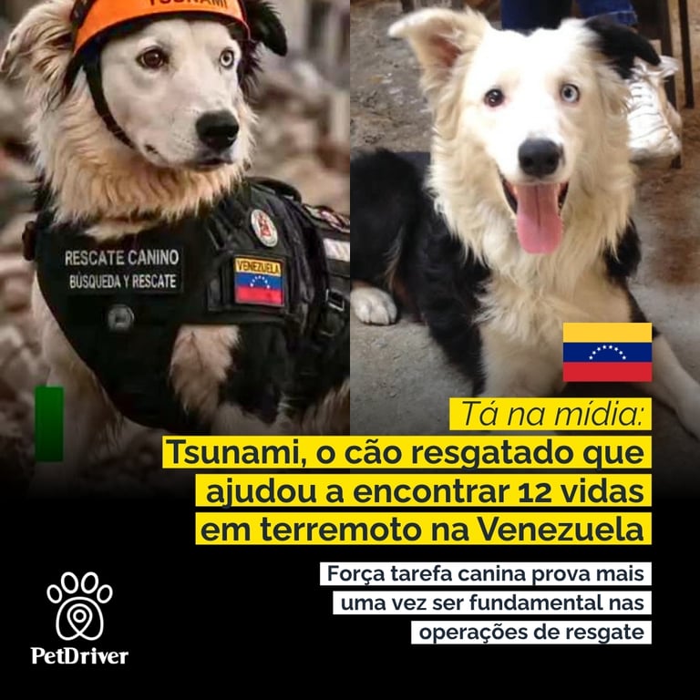 Tsunami e os heróis da Venezuela! Conheça esses cães de resgate!