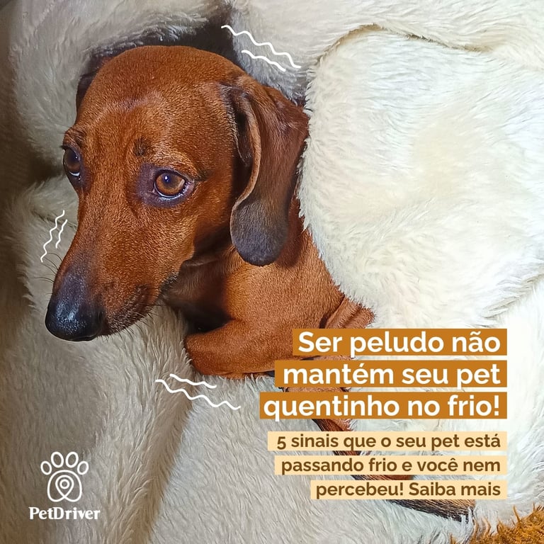 5 sinais de que seu pet está com frio e como ajudar!