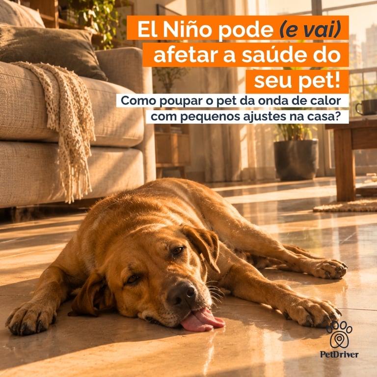 El Niño pode (e vai) afetar a saúde do seu pet. Prepare-se!