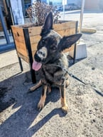 Rostam enjoying a sunny day March day on our patio! 