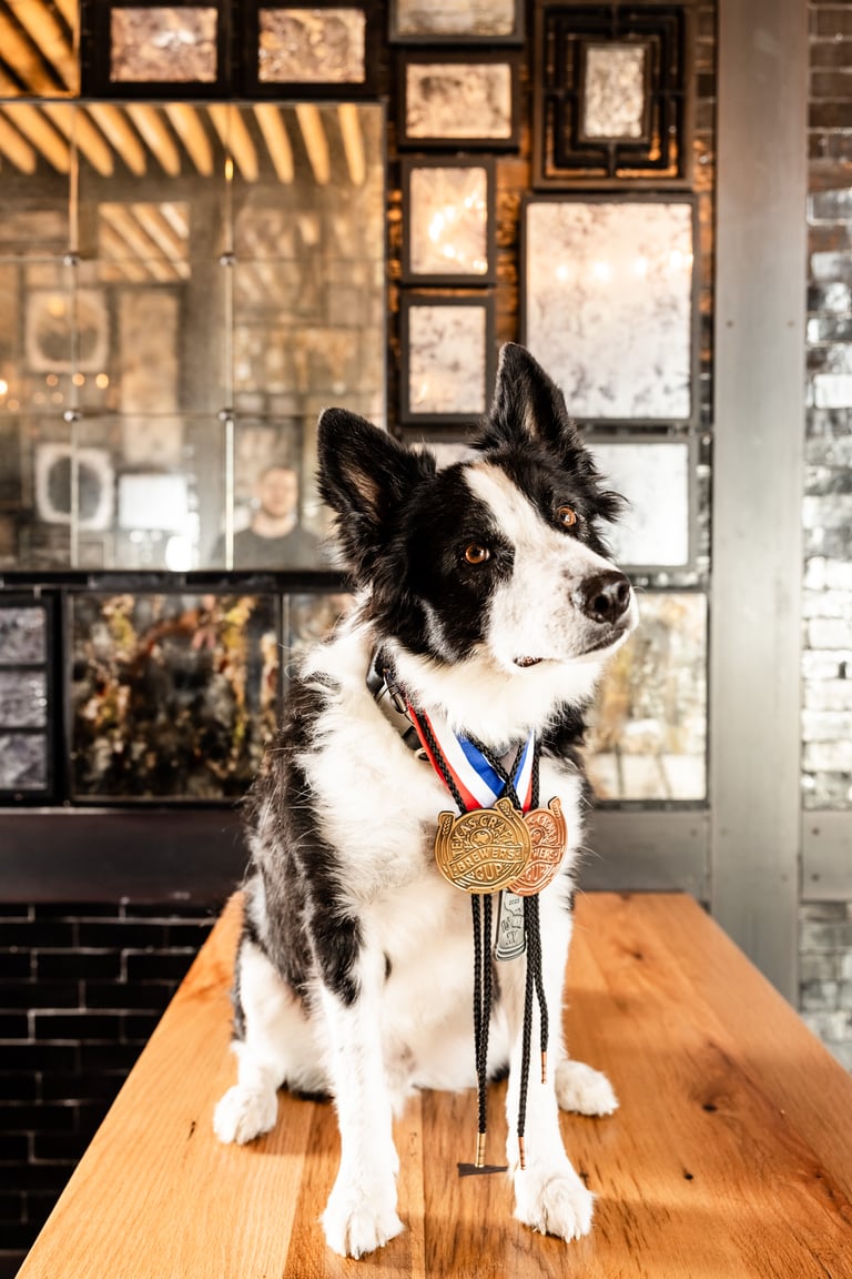 Paint Your Pet [SOLD OUT]