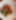 Crowsfoot Chicken Bowl