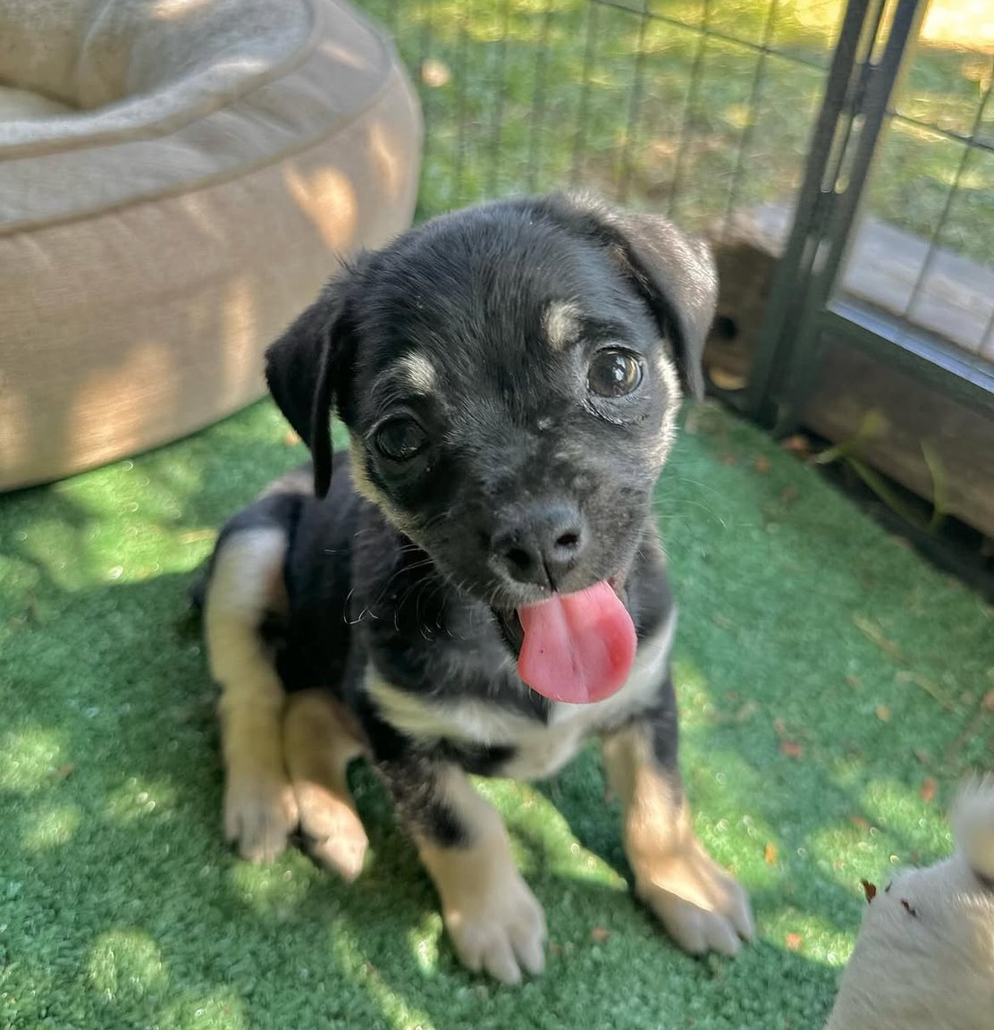 Happy Campers Adoption Event