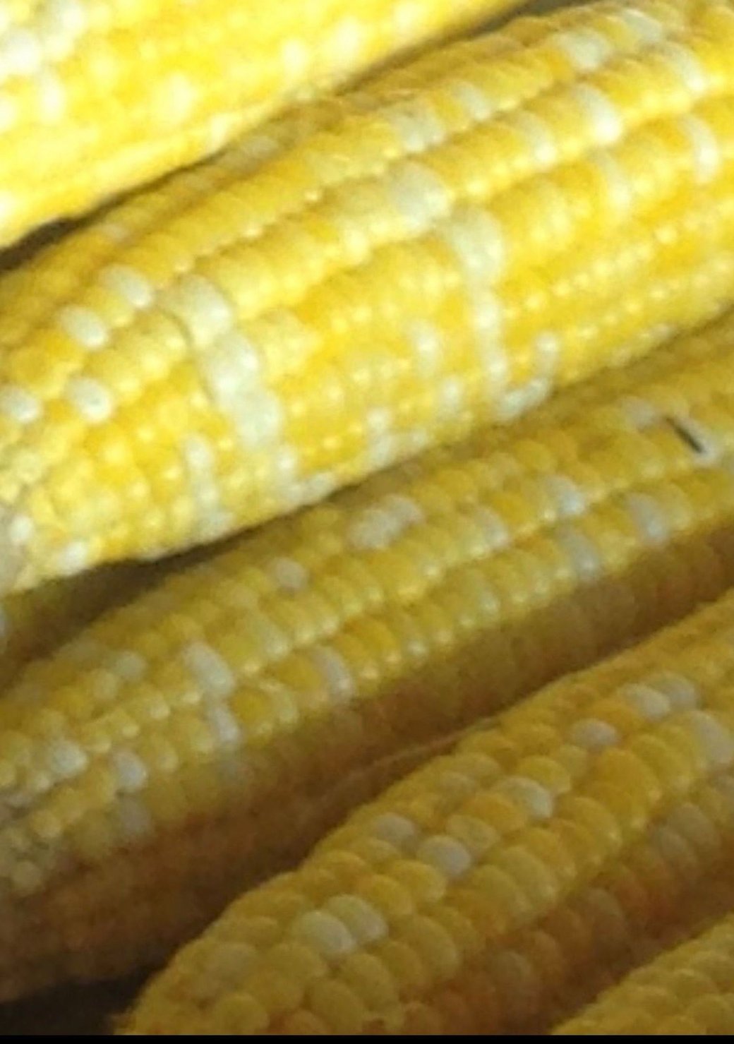 Corn on the Cob