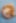 Cookie Monster