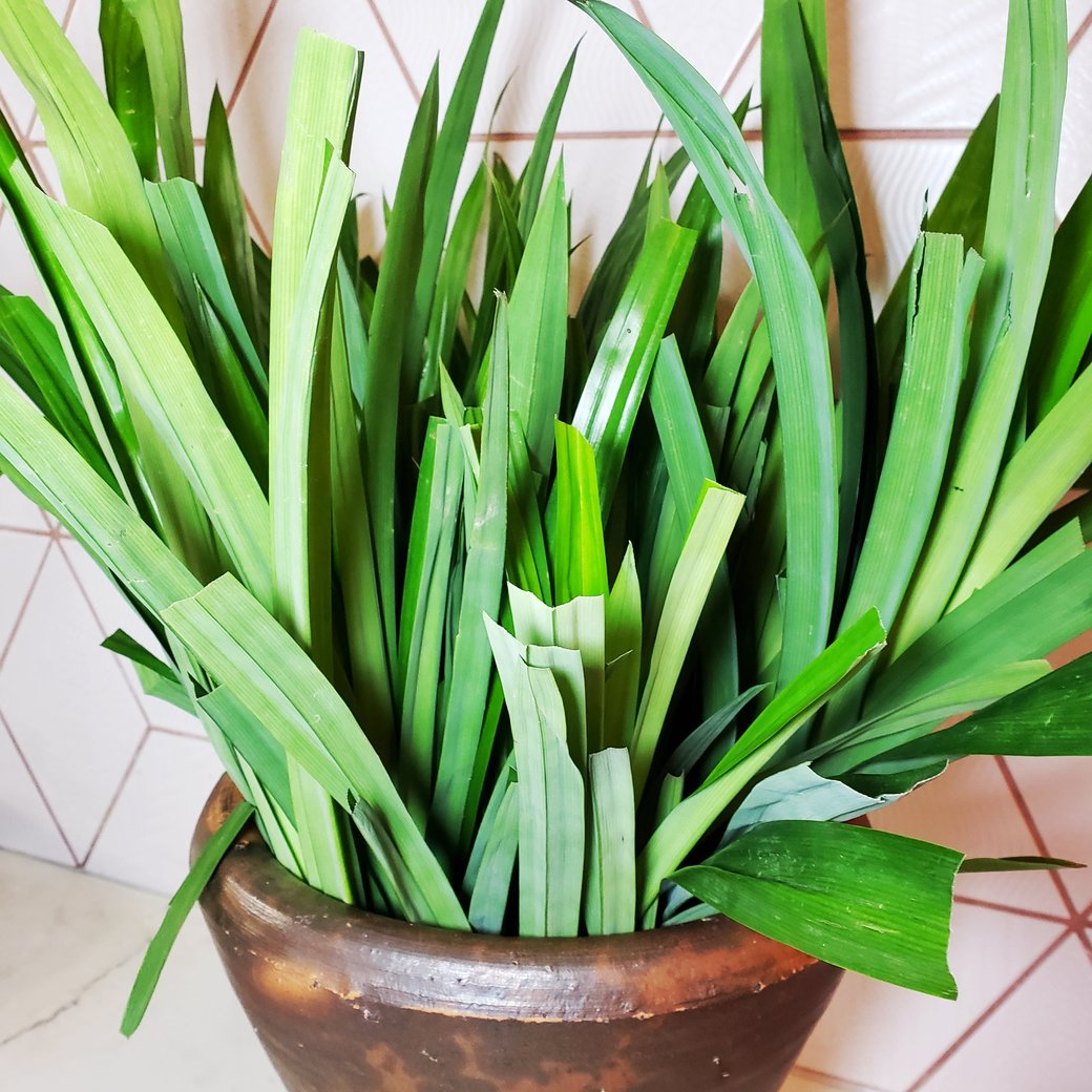 Pandan leaves (100 g)