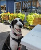 Oreo loves Vic Social!