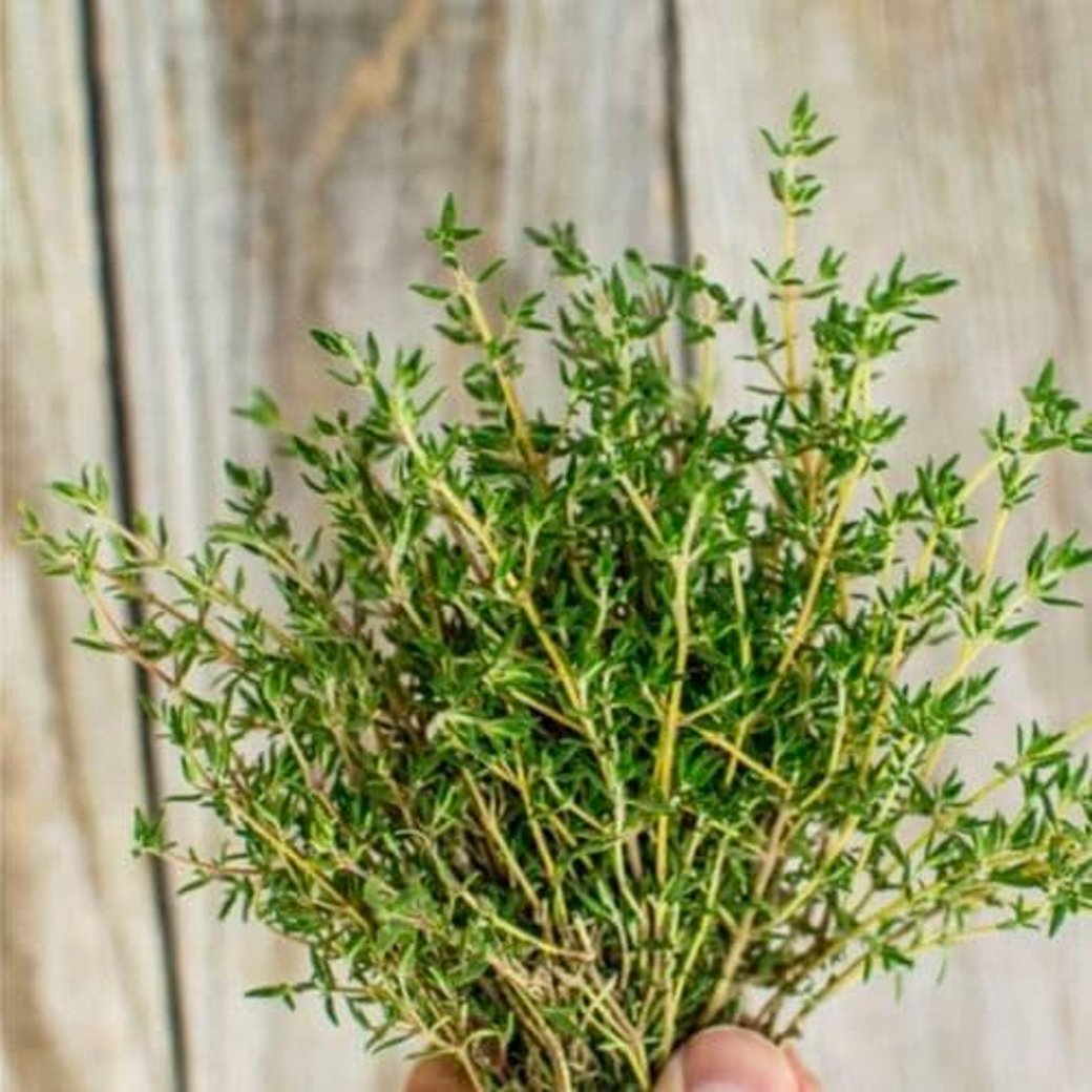 Thyme