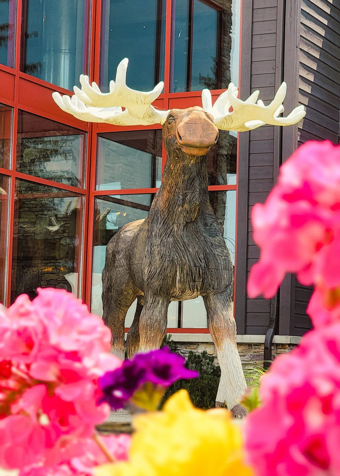 Visit the most Photographed Moose in Kitchener!