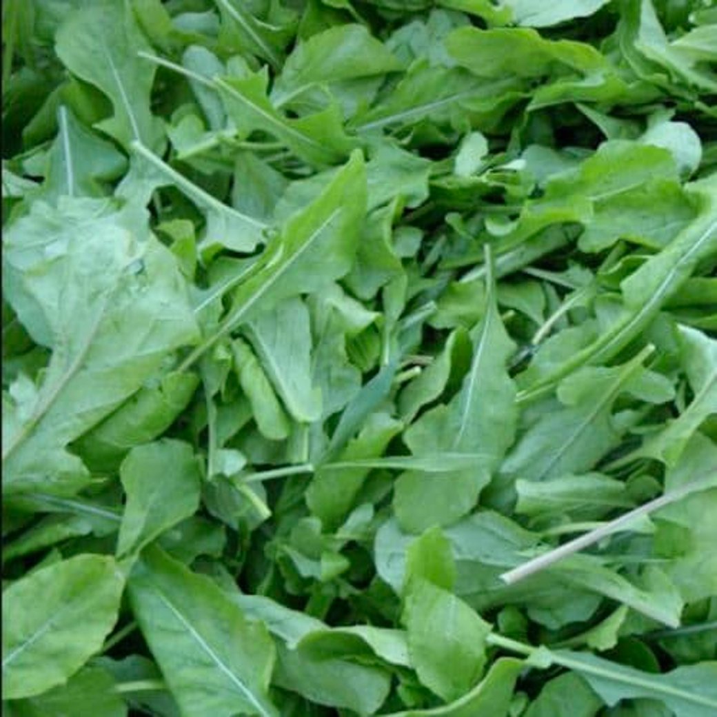 Organic Arugula