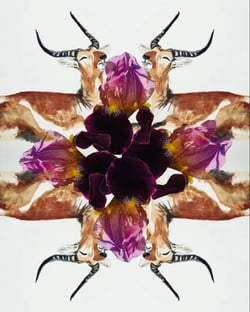 'Joan's Iris' by Stacy Stevens , shop product