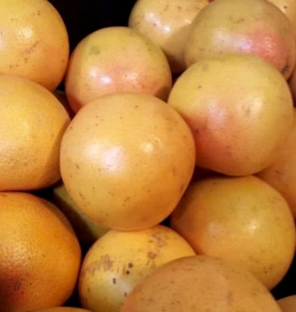 Grapefruit