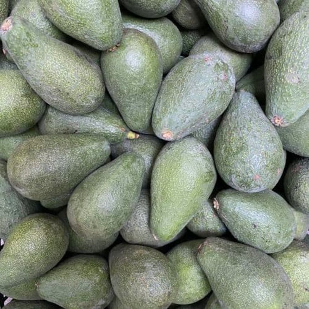 Organic Avocado