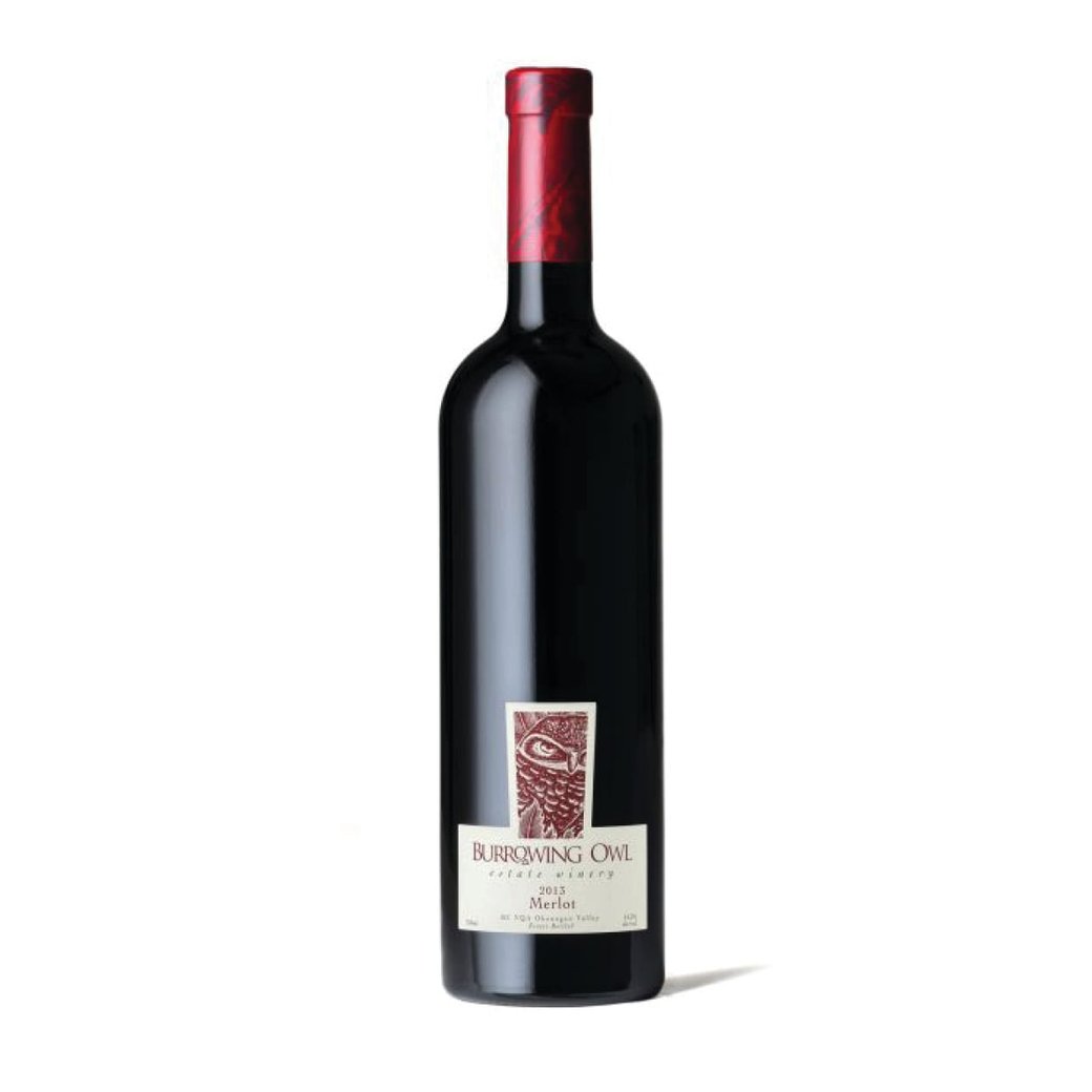 16 BURROWING OWL, OKANAGAN VALLEY, CAN