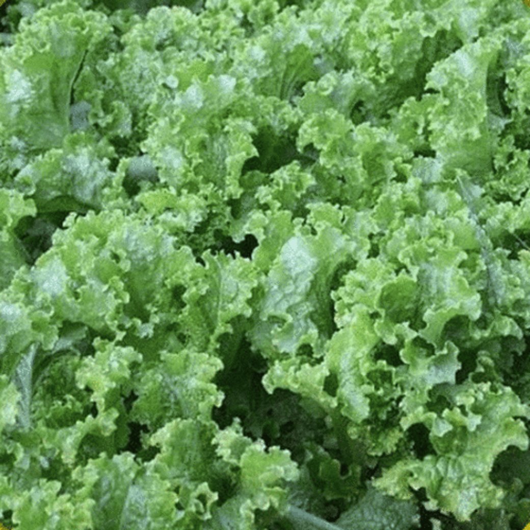 Leaf Lettuce