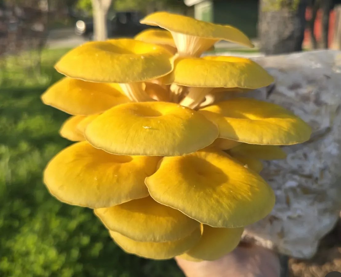 Mushroom Cultivation Workshop
