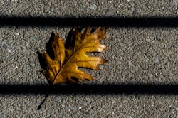 'A Fallen Leaf in Morning Light' by Christopher Lucka , shop product