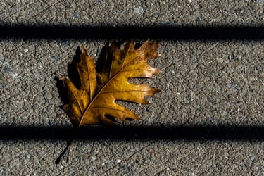 'A Fallen Leaf in Morning Light' by Christopher Lucka , shop product