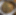 Pasta Tartufo