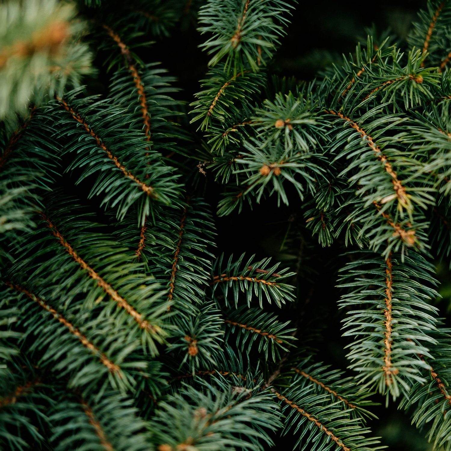 Kerst verpakkingen bedrukken